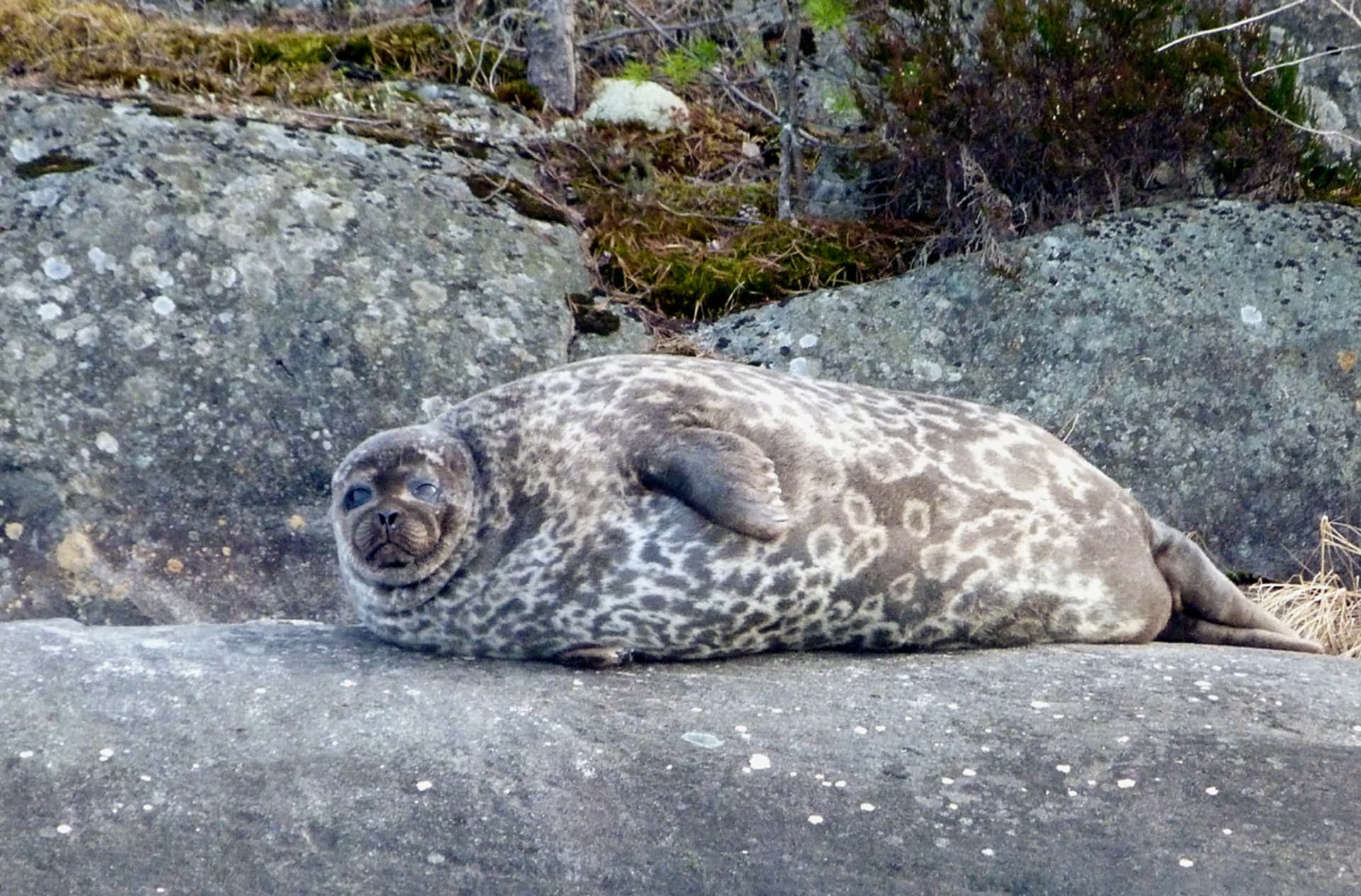 Sunset Seal Safari