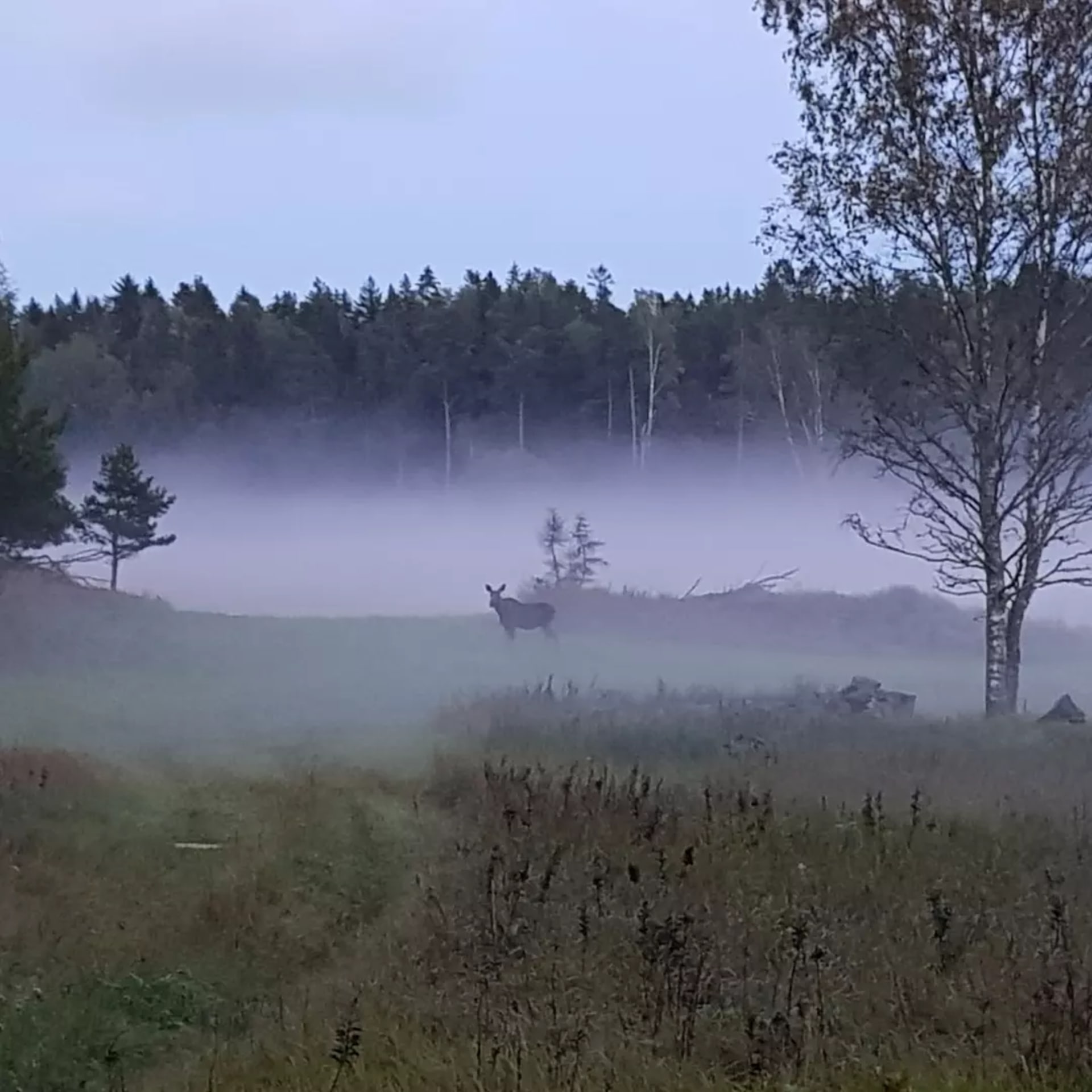 Misty landscape makes Elk/Moose watching even more exciting
