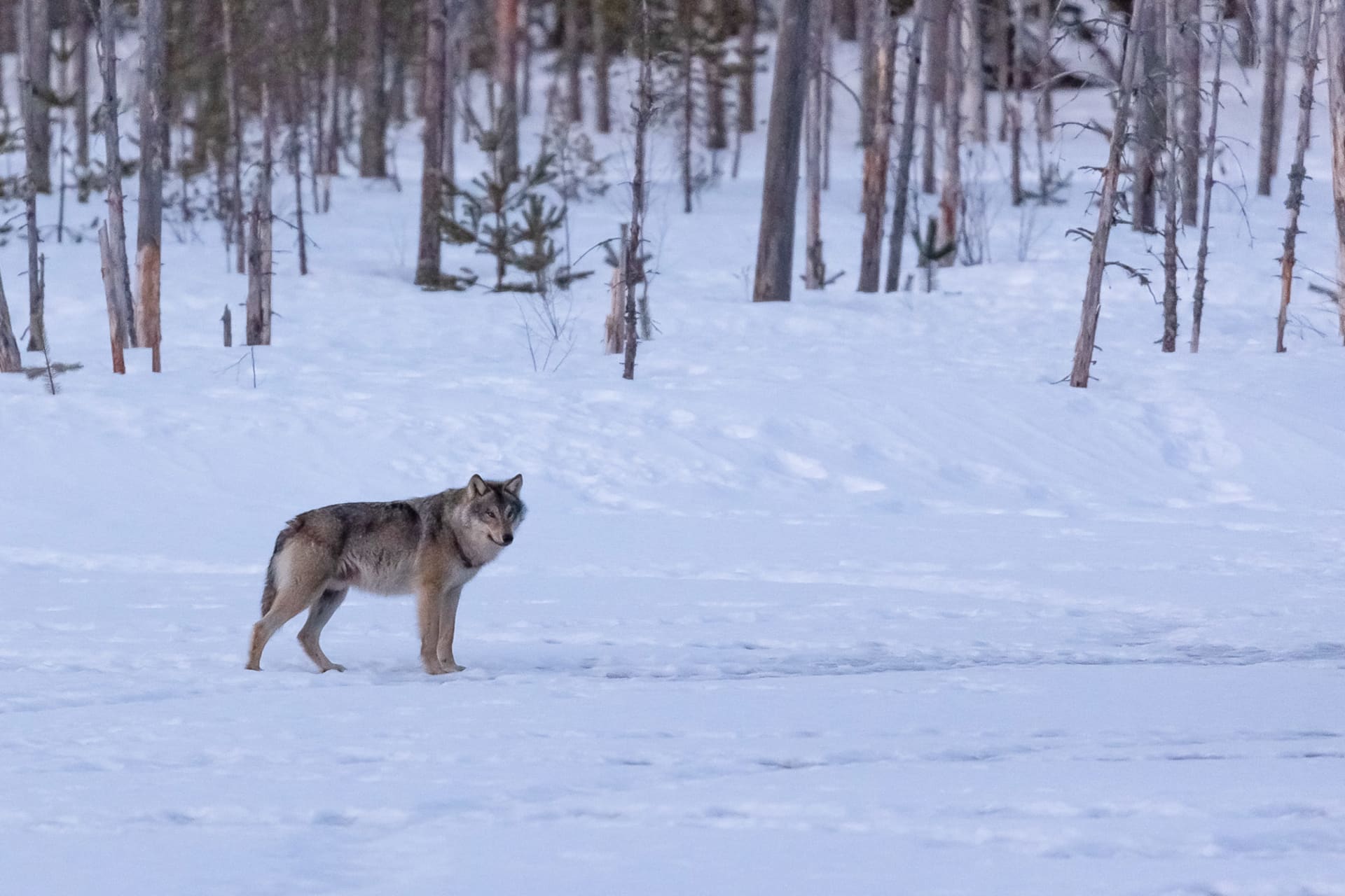 Karelian Winter Week – Nature, Flavours & Northern Magic for Families