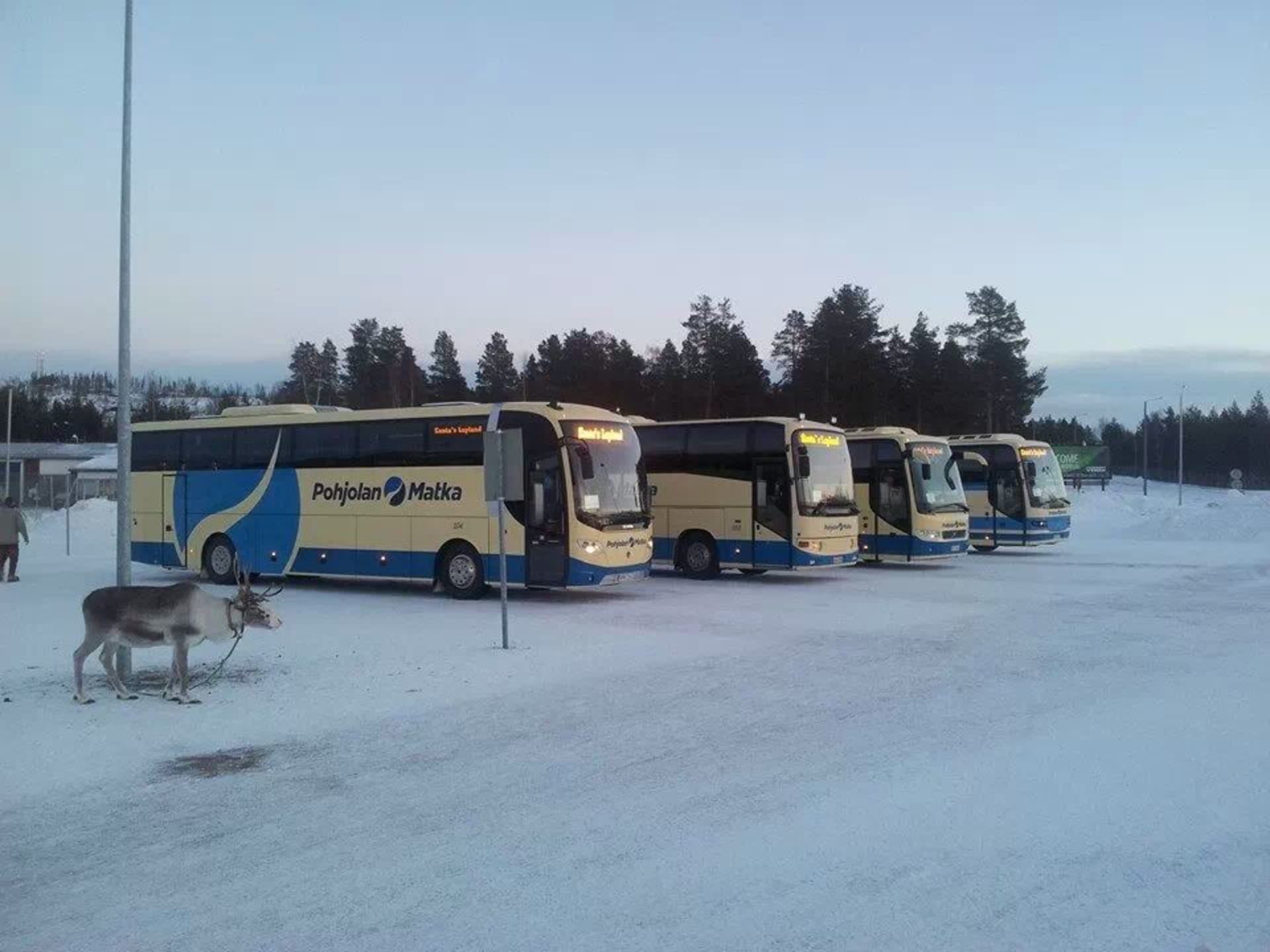 The bus and a reindeer