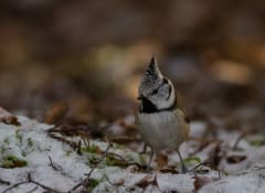 A Crested Tit is a typical small bird in the old-growth forests