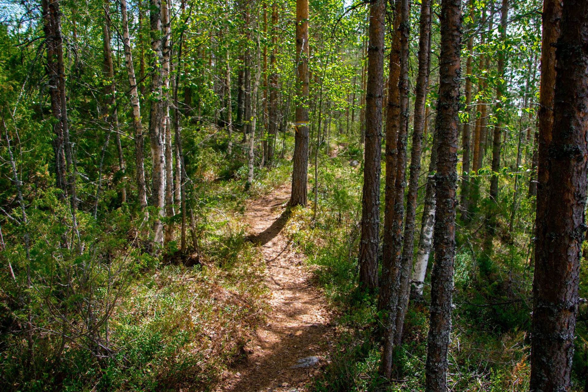 Kohtavaara nature and history trail in the summer.