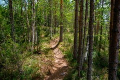 Kohtavaara nature and history trail in the summer.