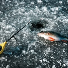 Ahdin antimia pyytämässä