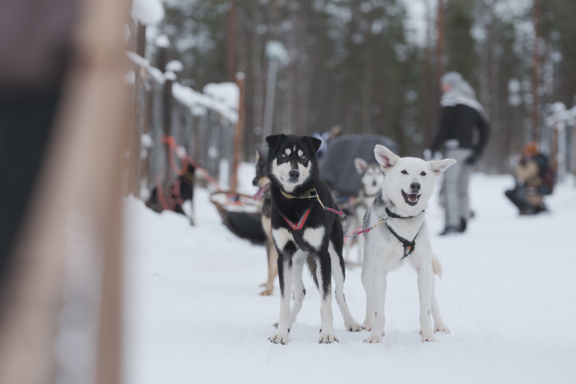 Sled Teams Set and Ready to Lead You into the Snow in Levi, Lapland