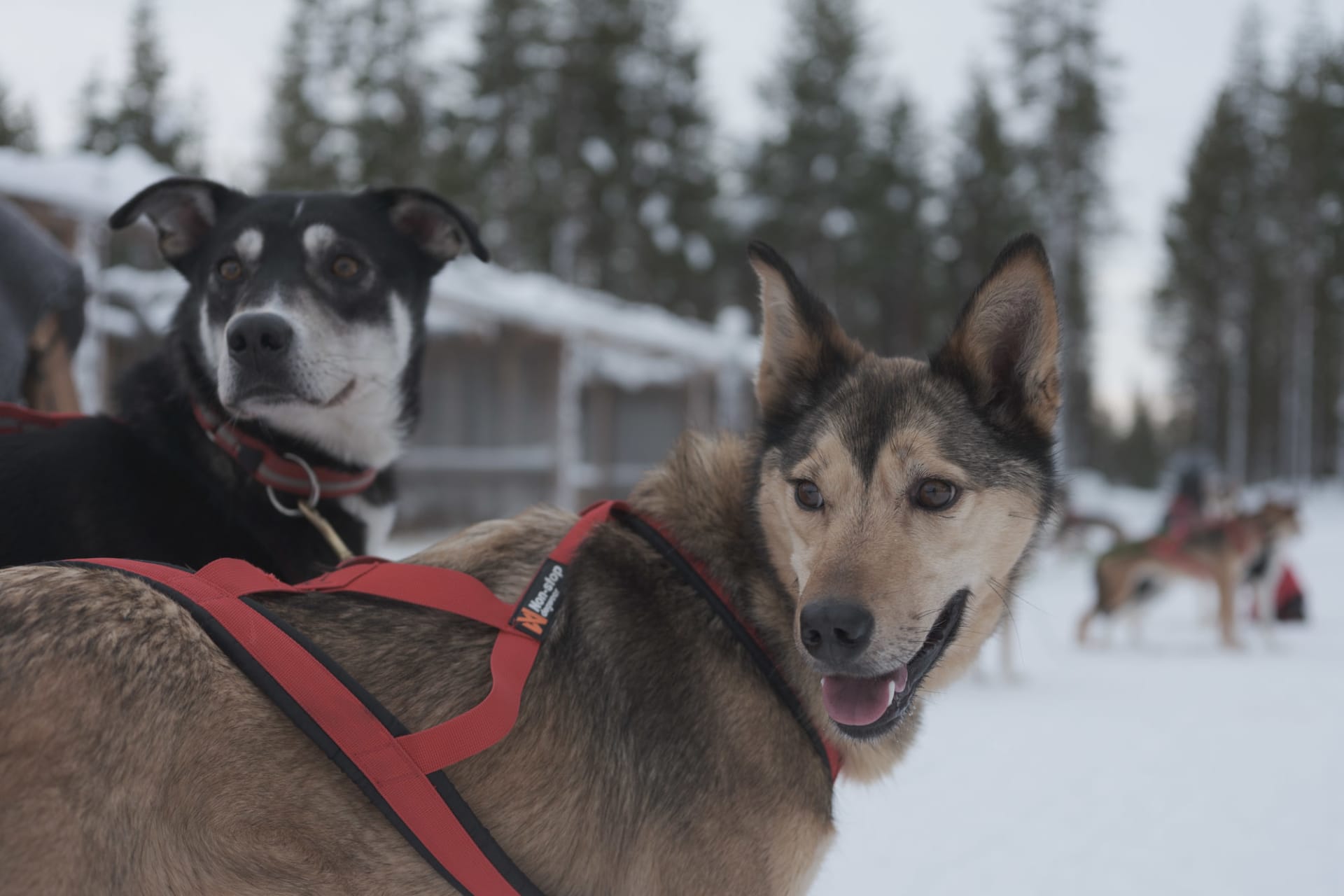 Energy in the Air – Huskies Ready to Go in Levi’s frosty landscapes