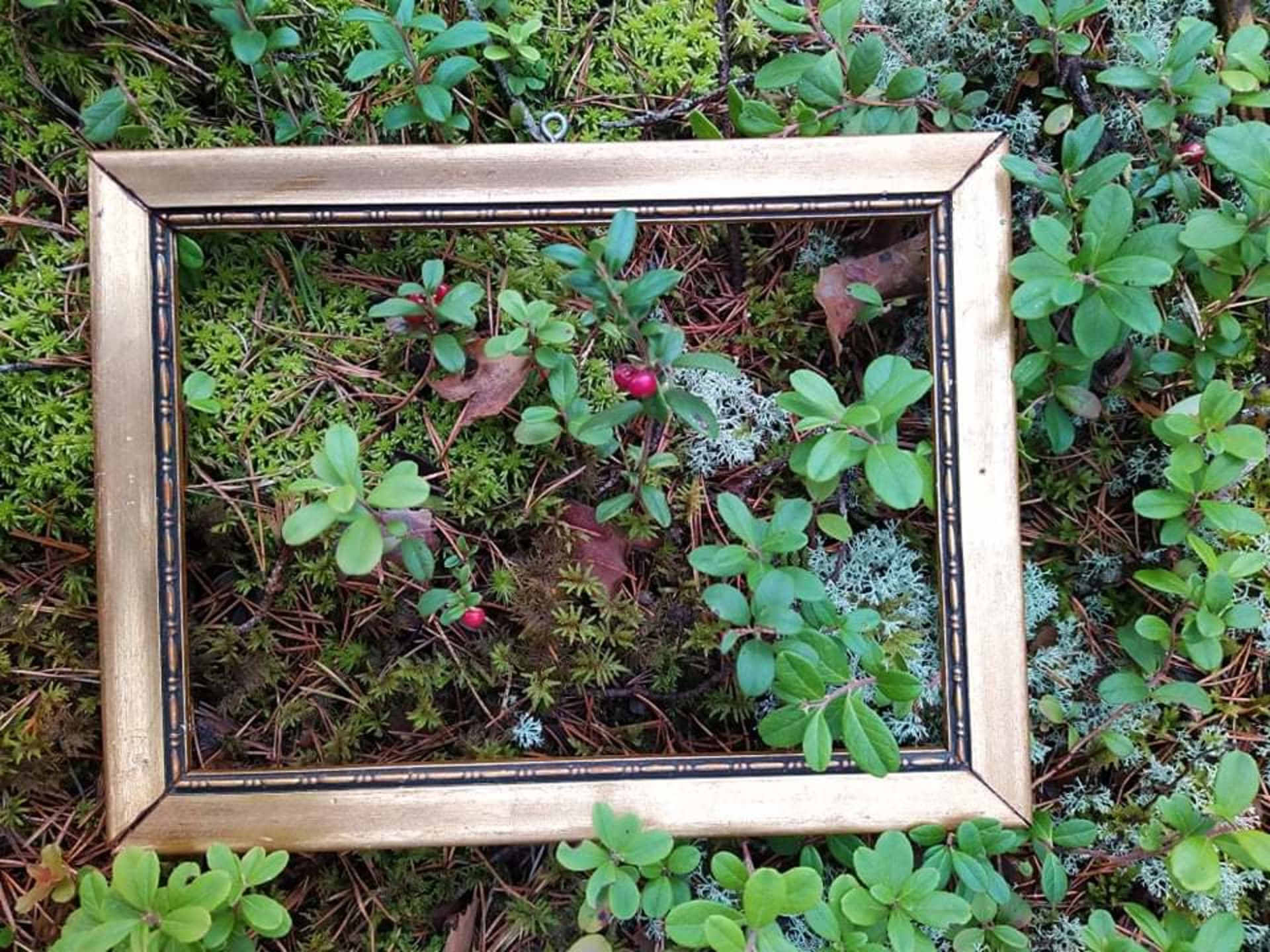 Nature investigation Nature investigation