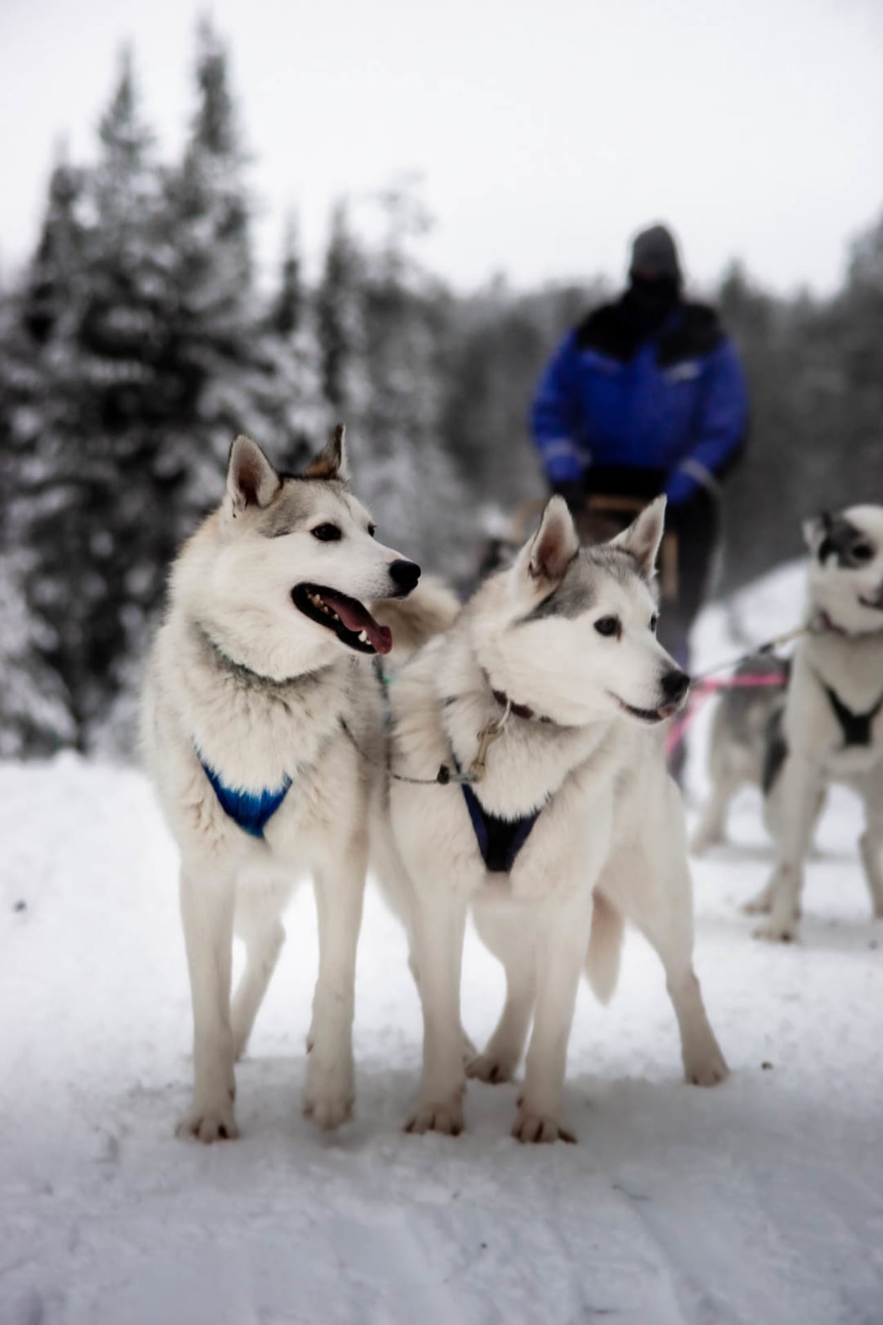 Husky having a stop