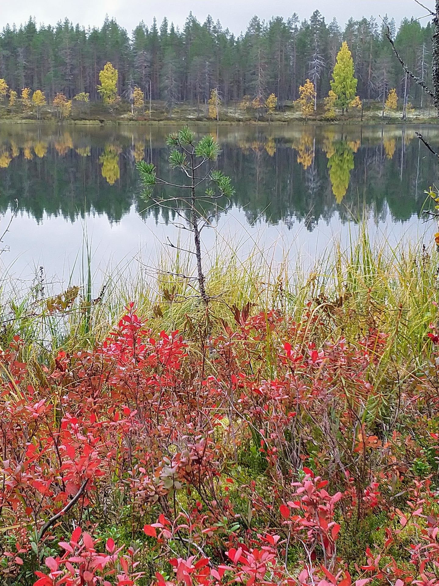 Pitkäjärvi, Rokua