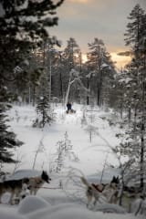 Huskies racing through winter forest