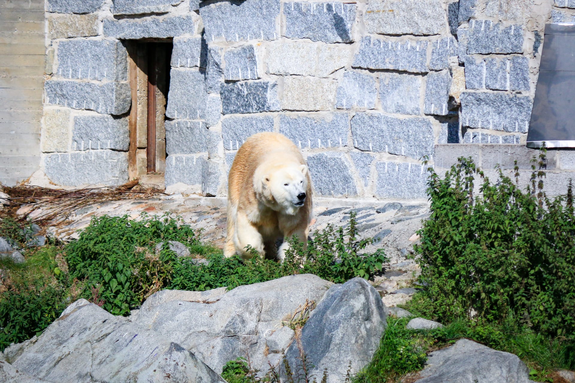 Ranua Wildlife park experience - polar bear