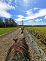 Kahden tunnin islanninhevosretki