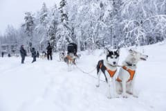 Huskies waiting in line to go for a sleigh ride with guests