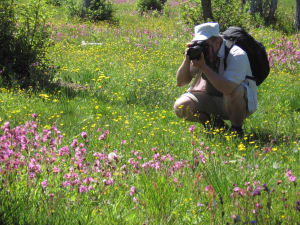 Niityllä on paljon kukkivia kasveja. Mies kuvan oikeassa reunassa on maassa polvillaan ja  kuvaa kasveja.