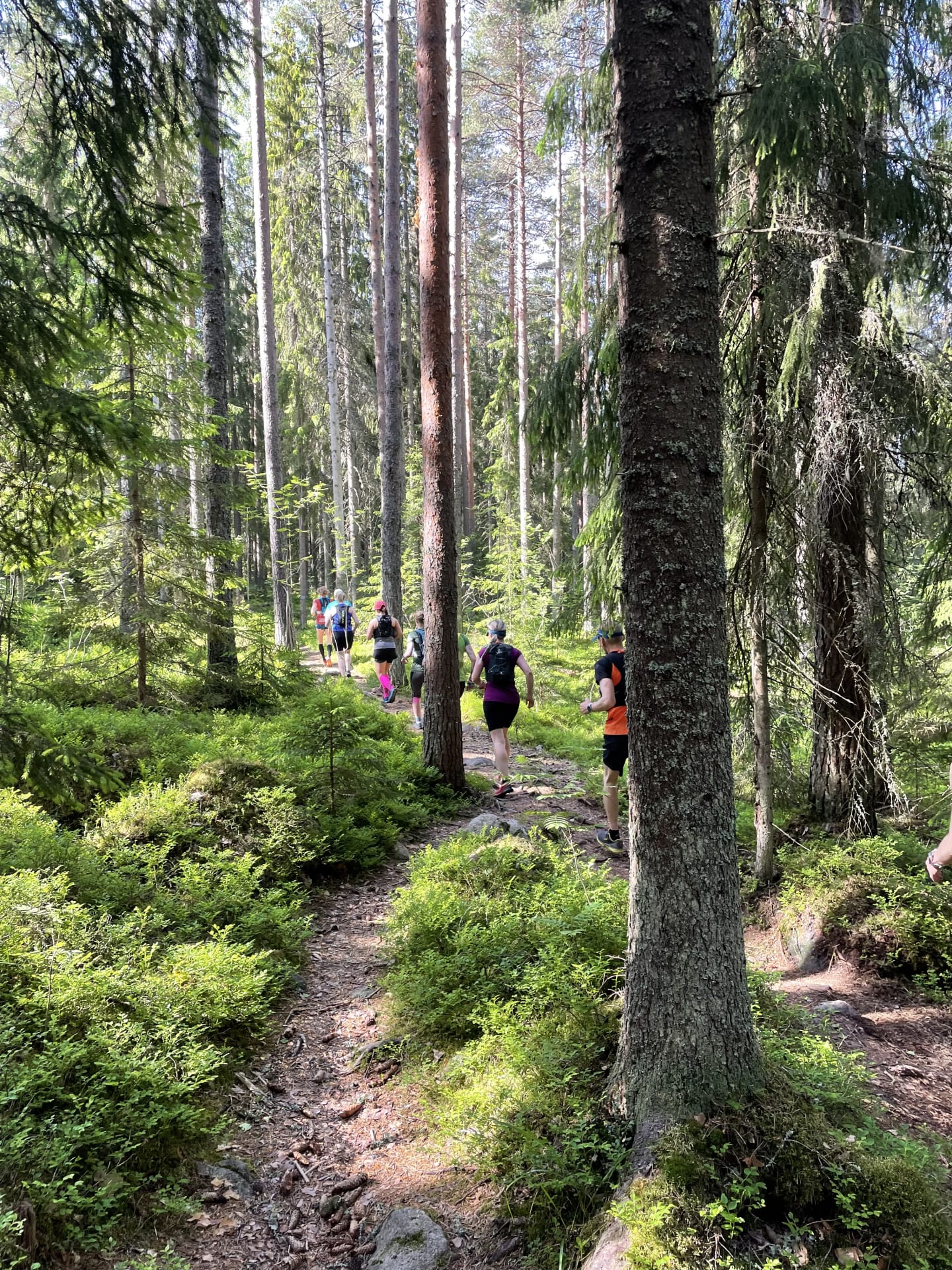 forest path