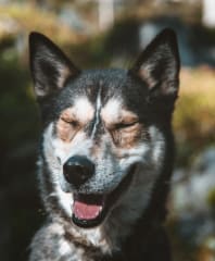 Siberian Husky
