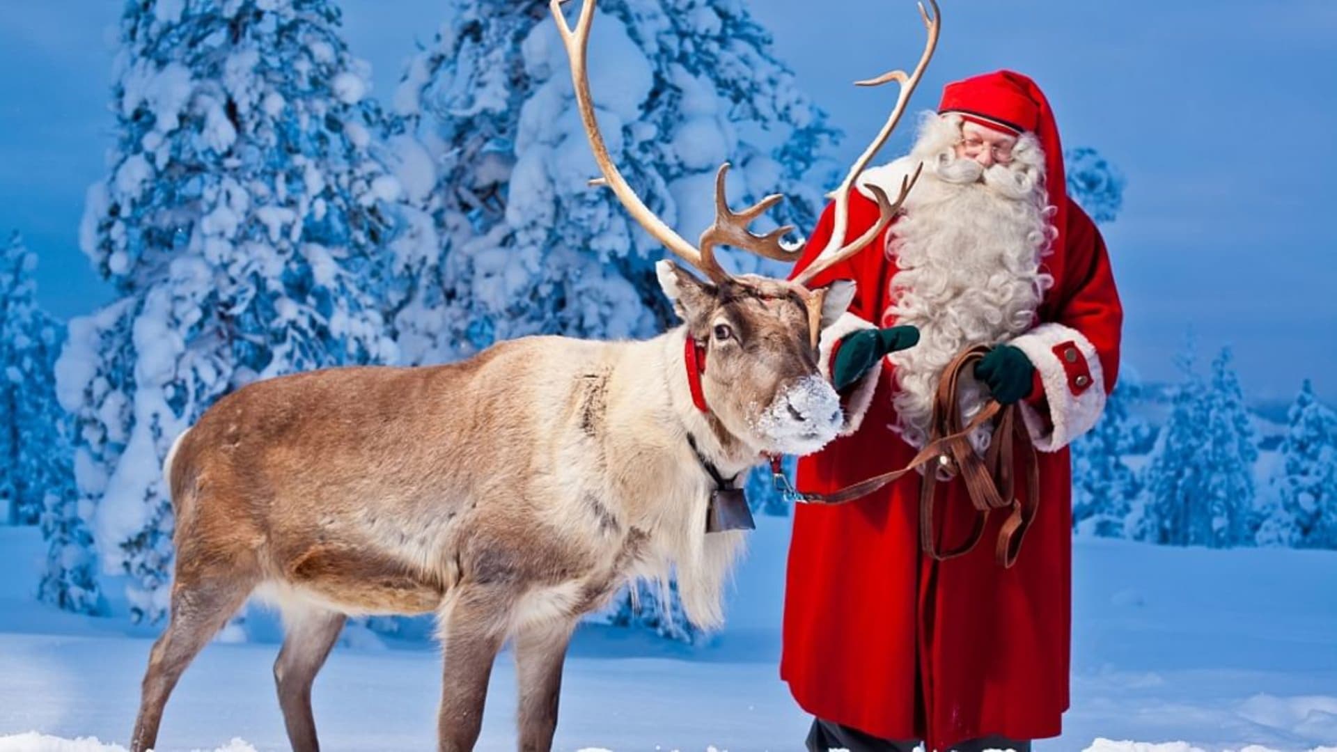 Reindeer