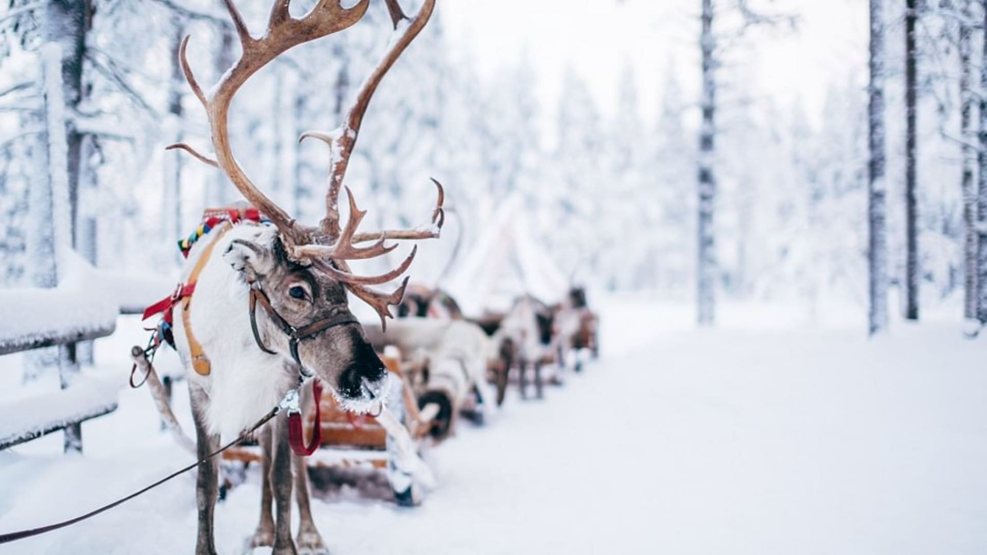 Reindeer sleigh