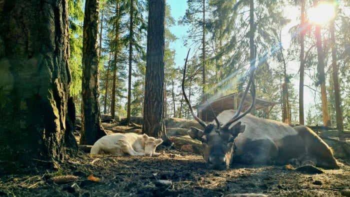 Two reindeers lying down in Nuuksio Reindeer Park.