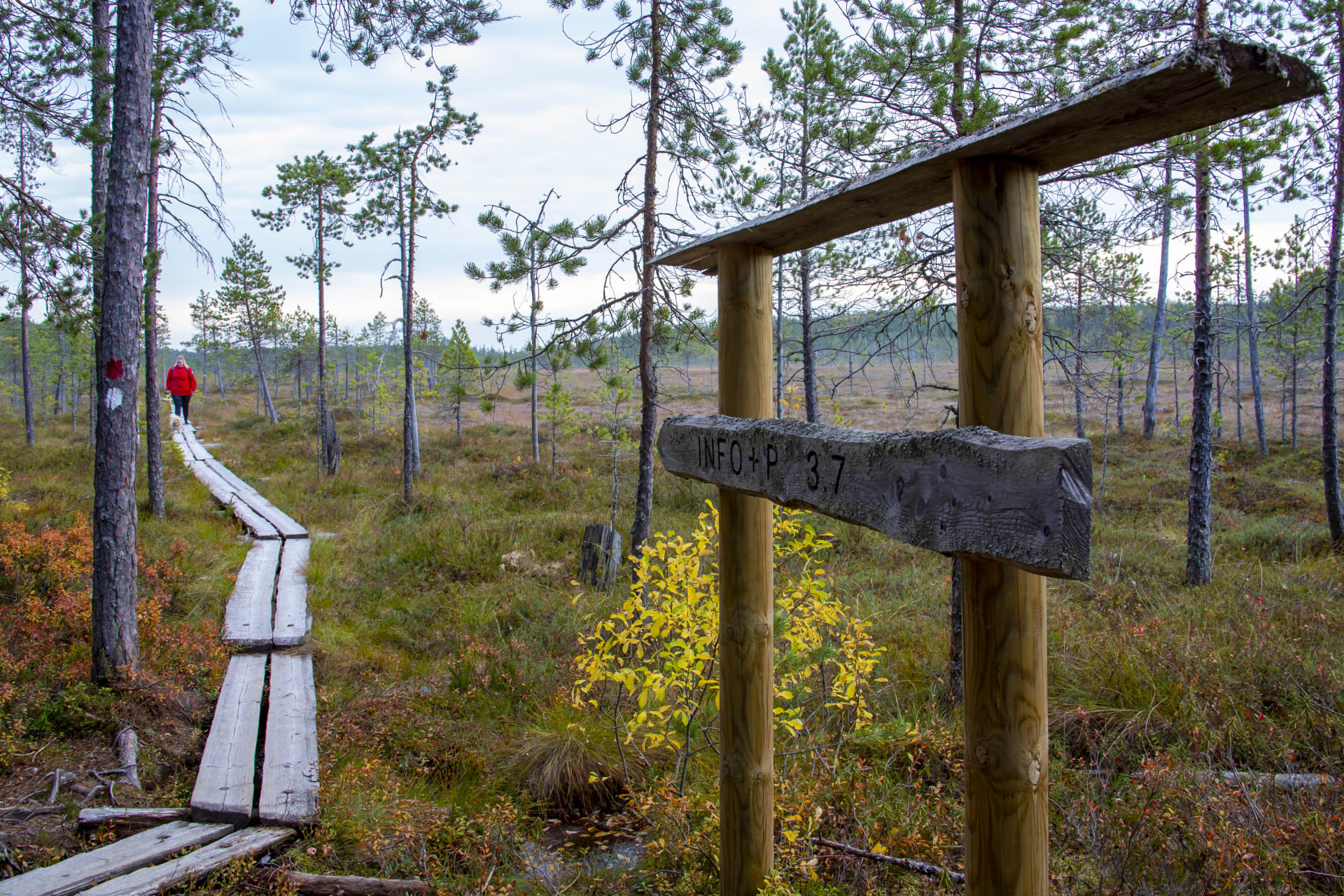 Opasteviitta etualalla. Pitkospuut johtavat avonaisele suolle. Kuva: Jorma Ursin 