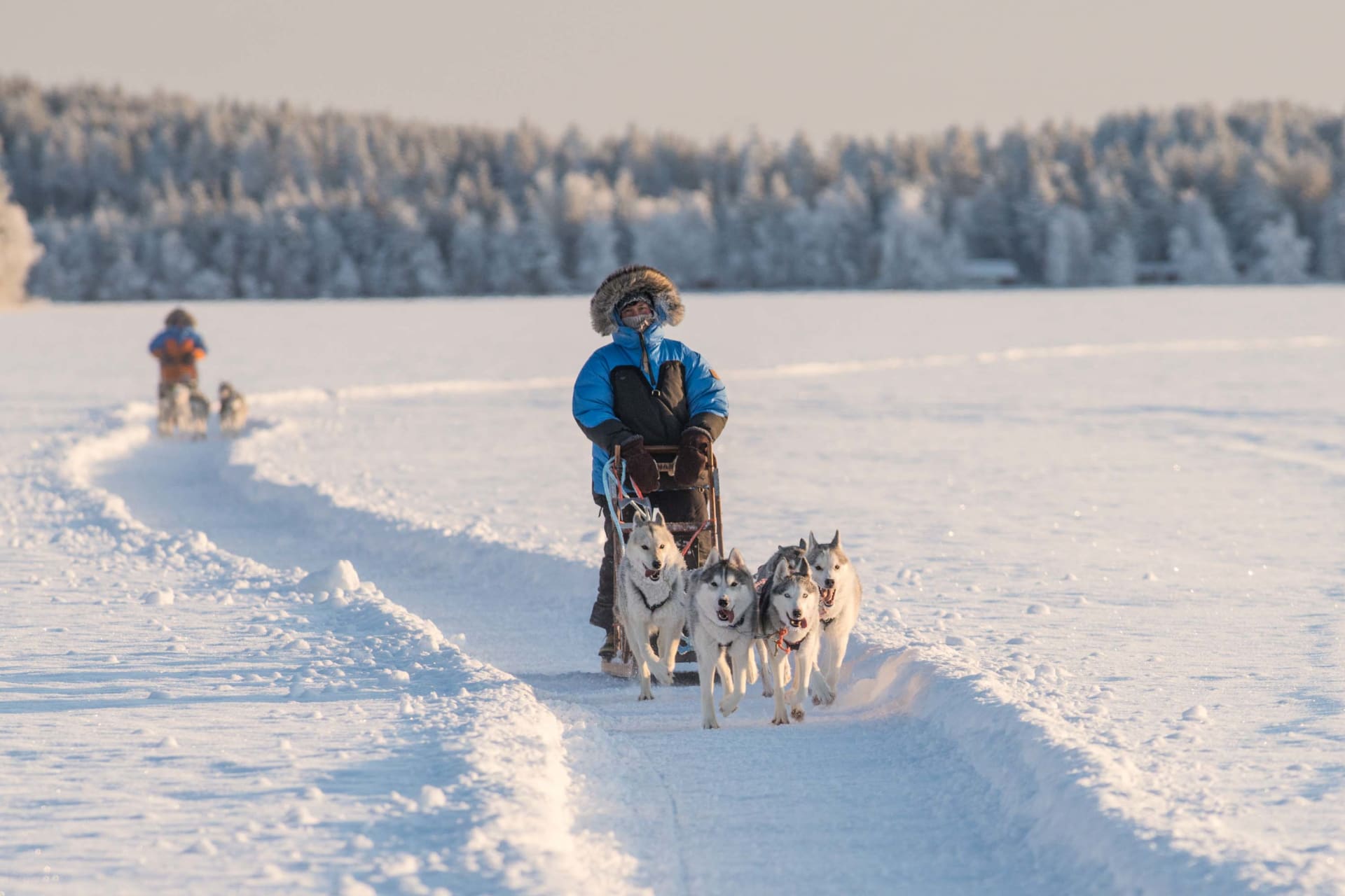 Husky Safari in the Wilderness