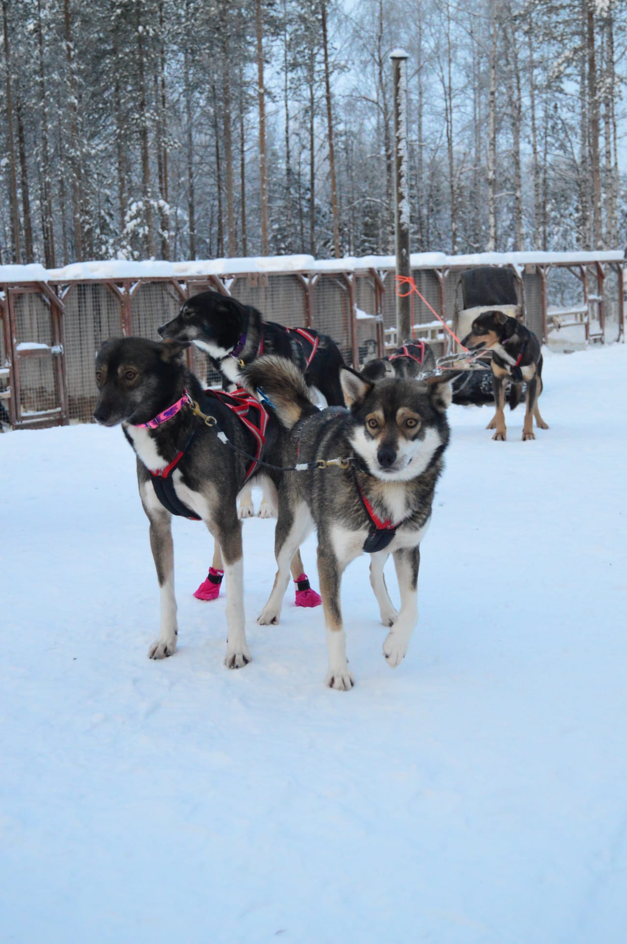 Husky Safaris, Husky Rides, Winter, Rovaniemi, Huskies