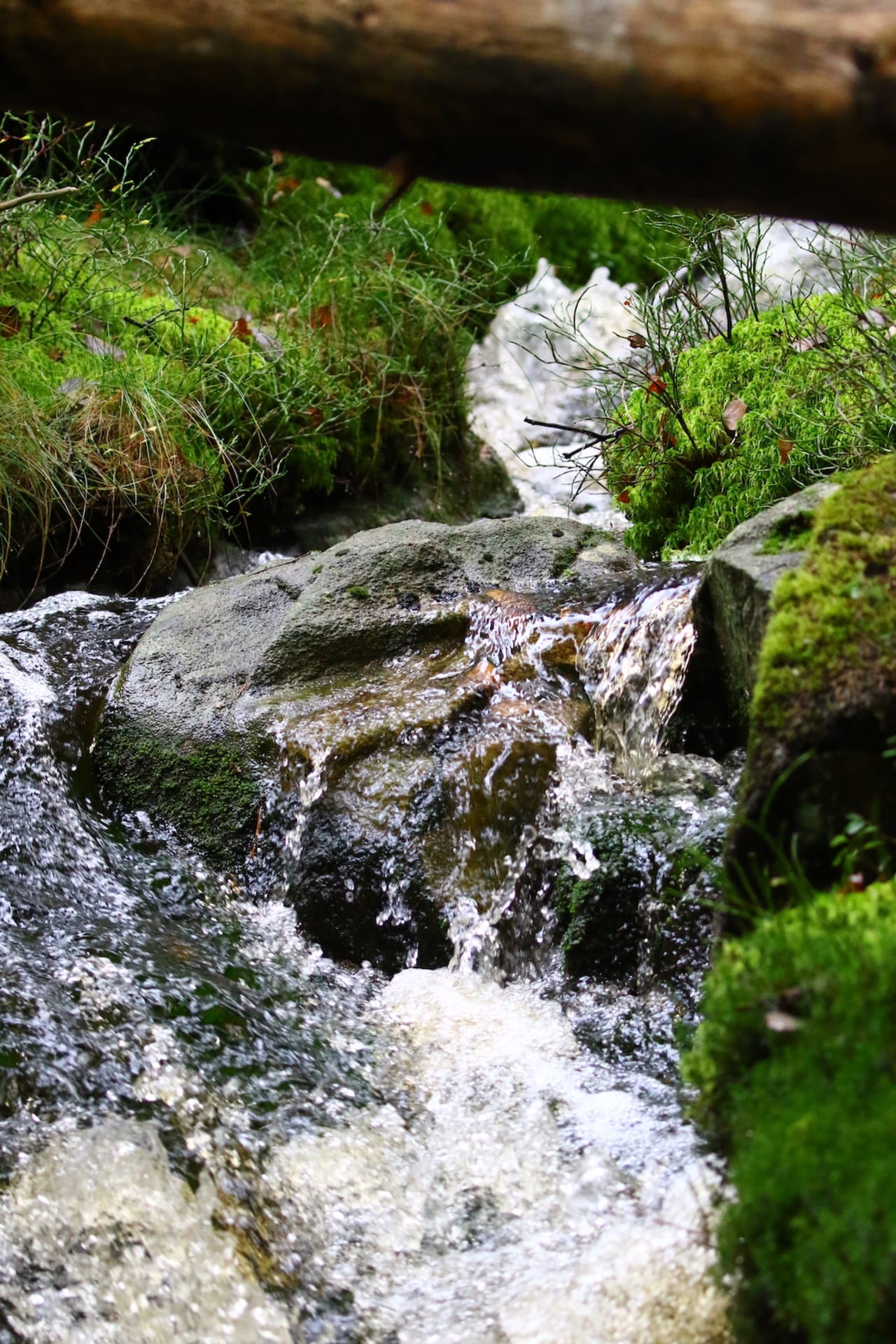 Babbling brook in forest