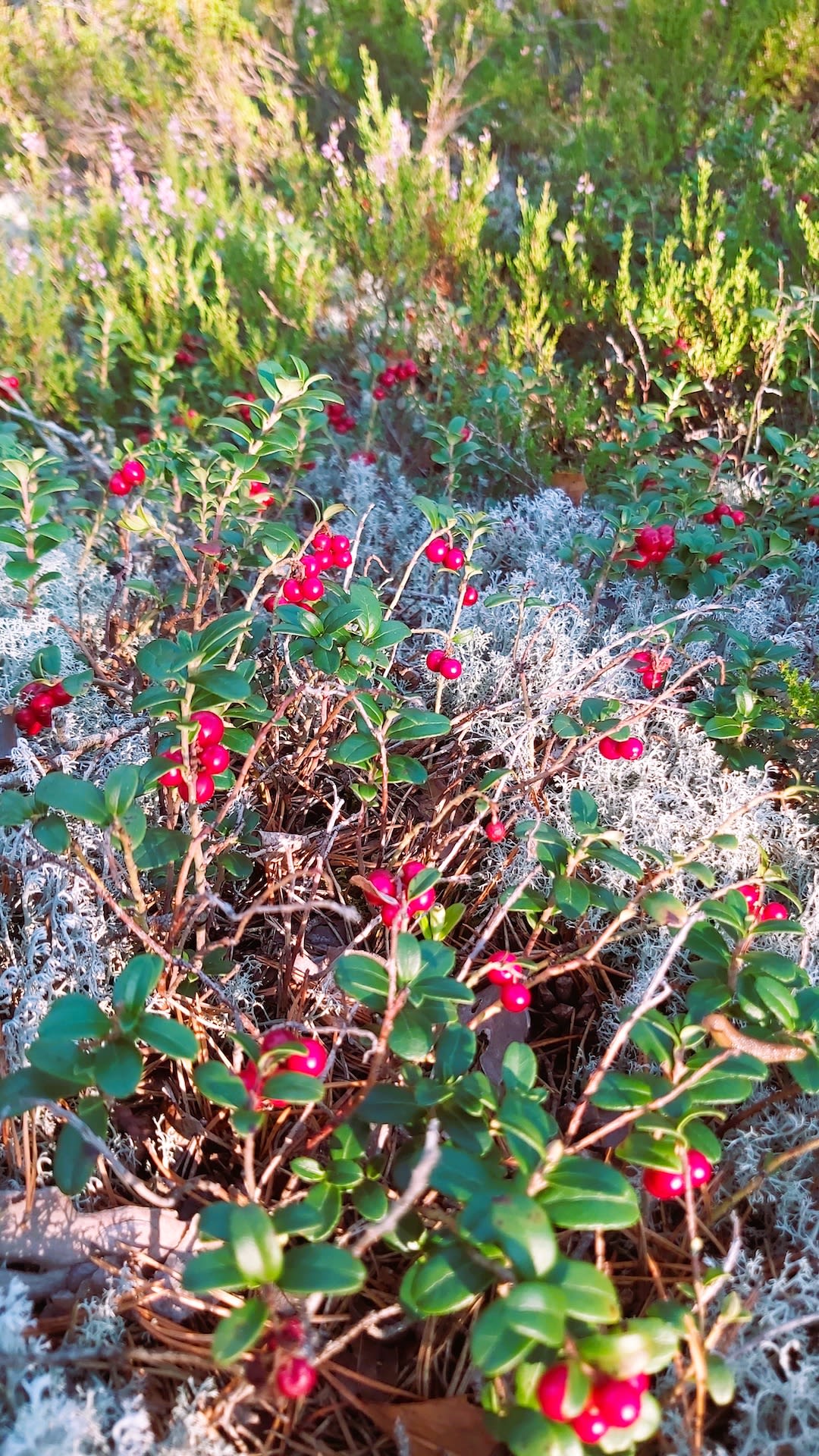 Lingonberries among lichen