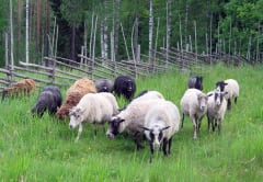 Monivärinen lammaslauma vihreällä laitumella. Taustalla riukuaita.