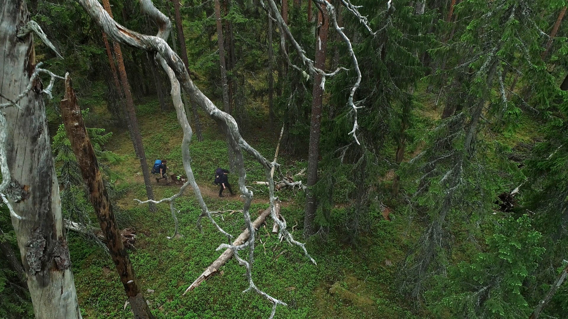 Ilmakuva vanhan metsän kelon latvasta, alhaalla polulla kulkee kaksi vaeltajaa rinkat selässä. Kuva: Jari Salonen