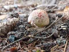 Poisonous mushrooms can be found