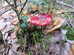 Some delicious mushrooms can be found and picked up