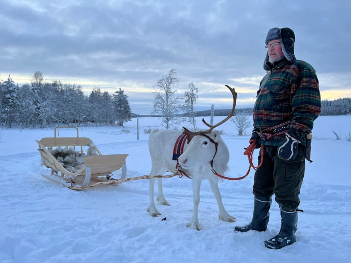Reindeer sledge ride by the lake