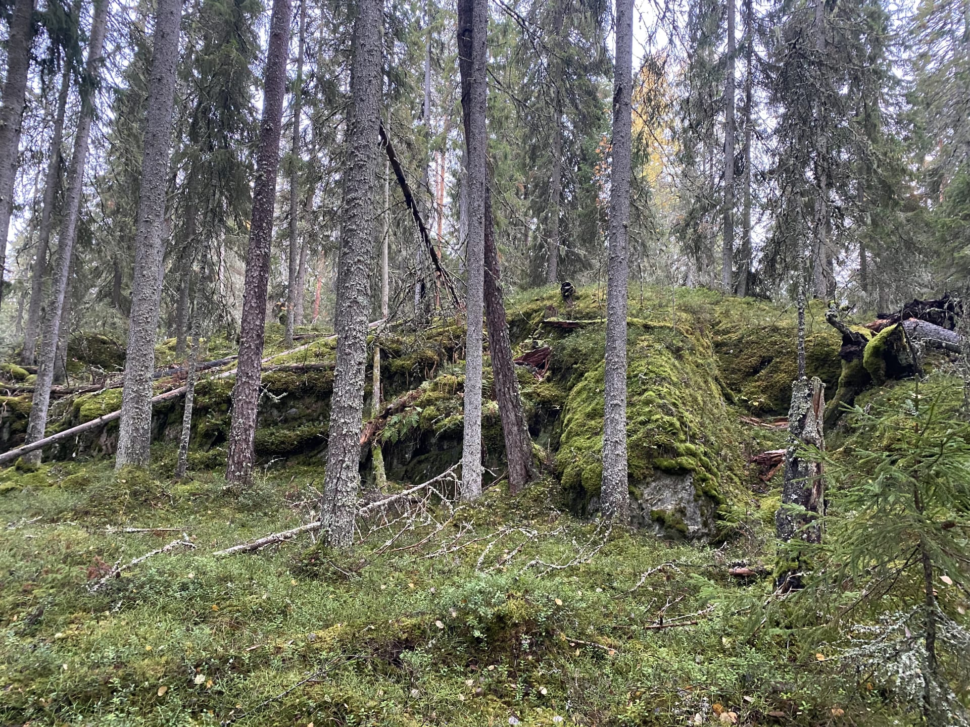 Old spruce forest