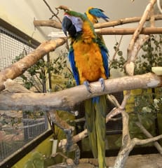 Heinolan lintuhoitola