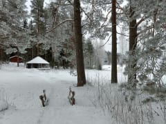 Könkkölän ranta-alue