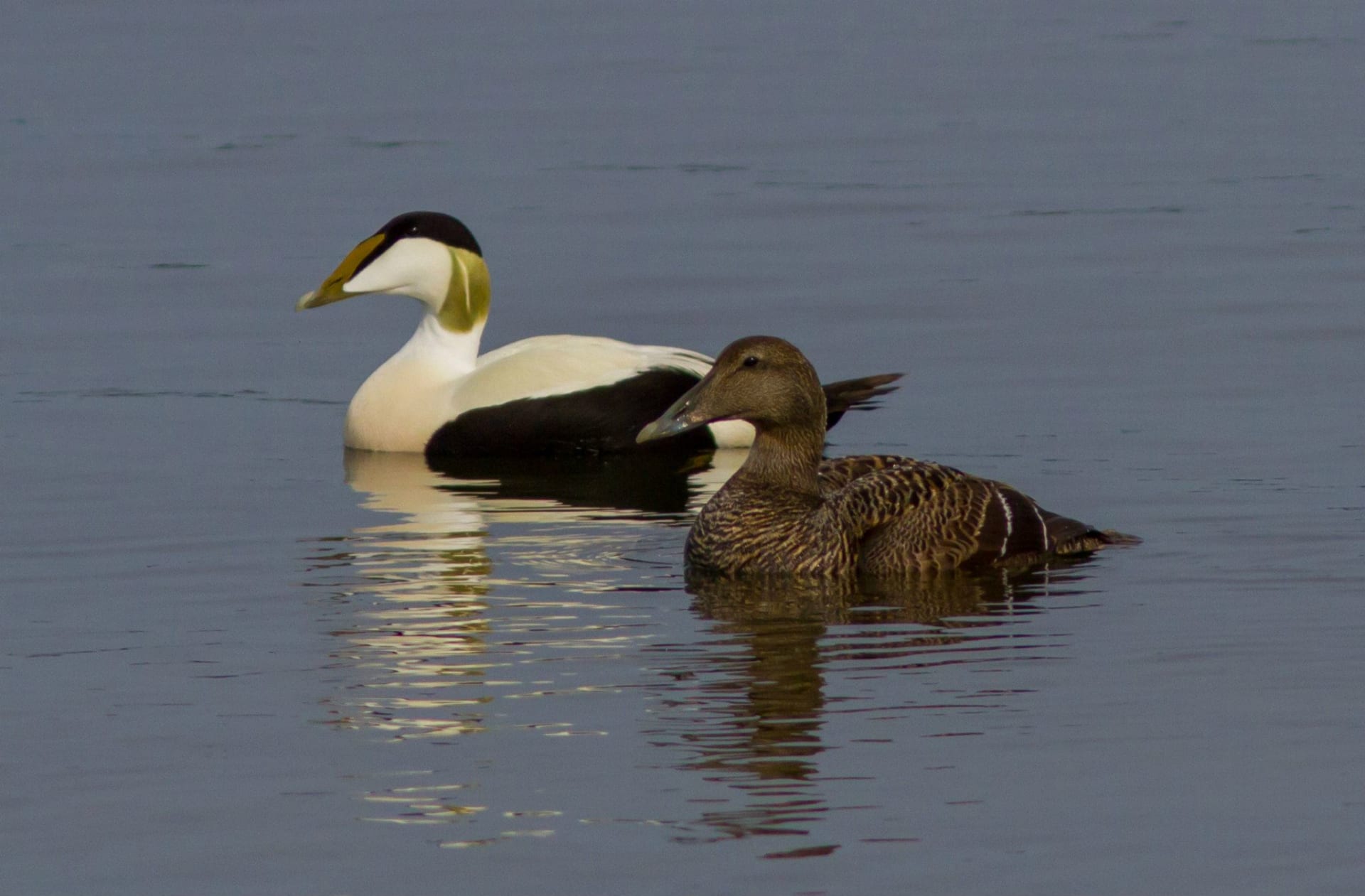 Common Eiders near Helsinki