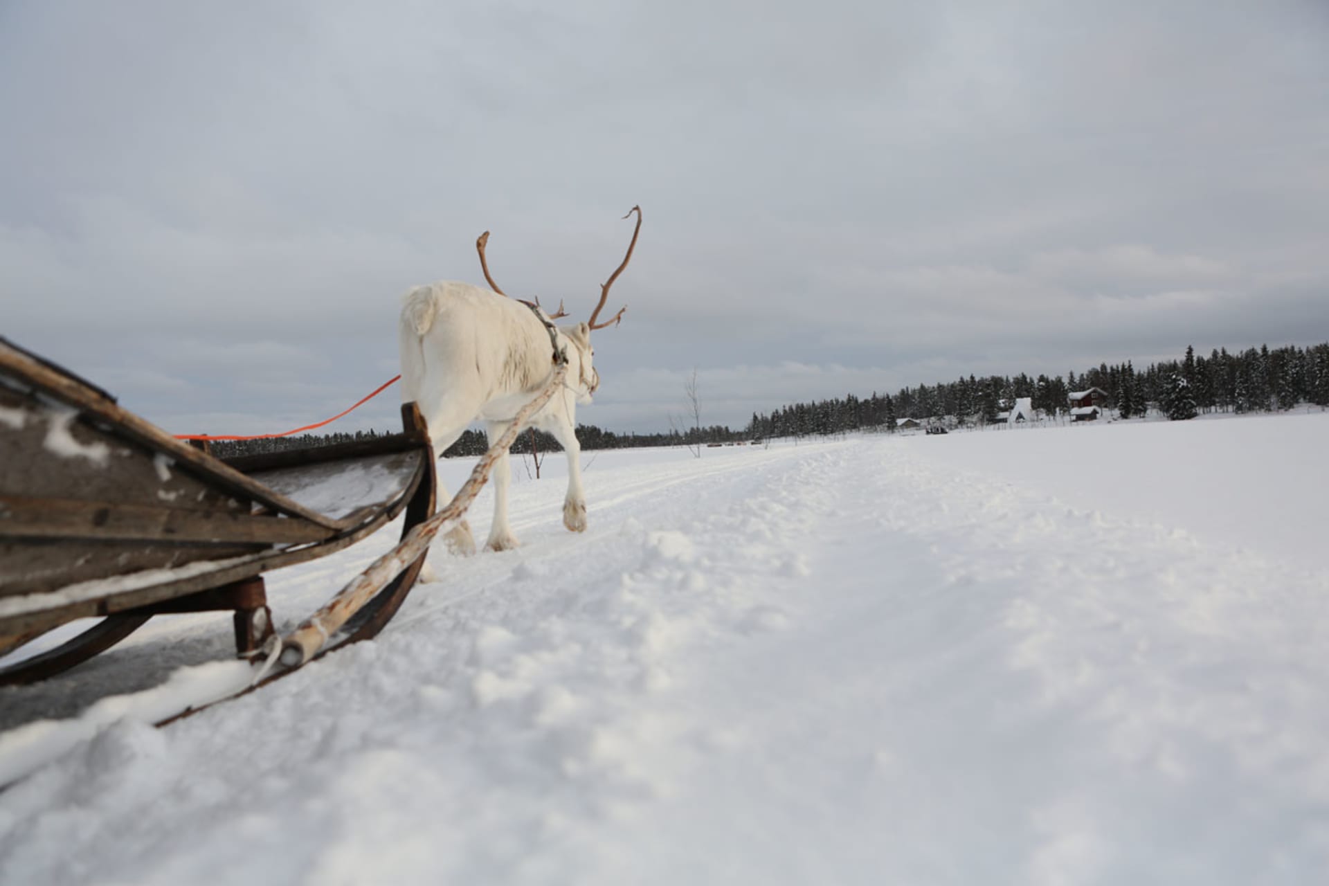 3km Reindeer Safari