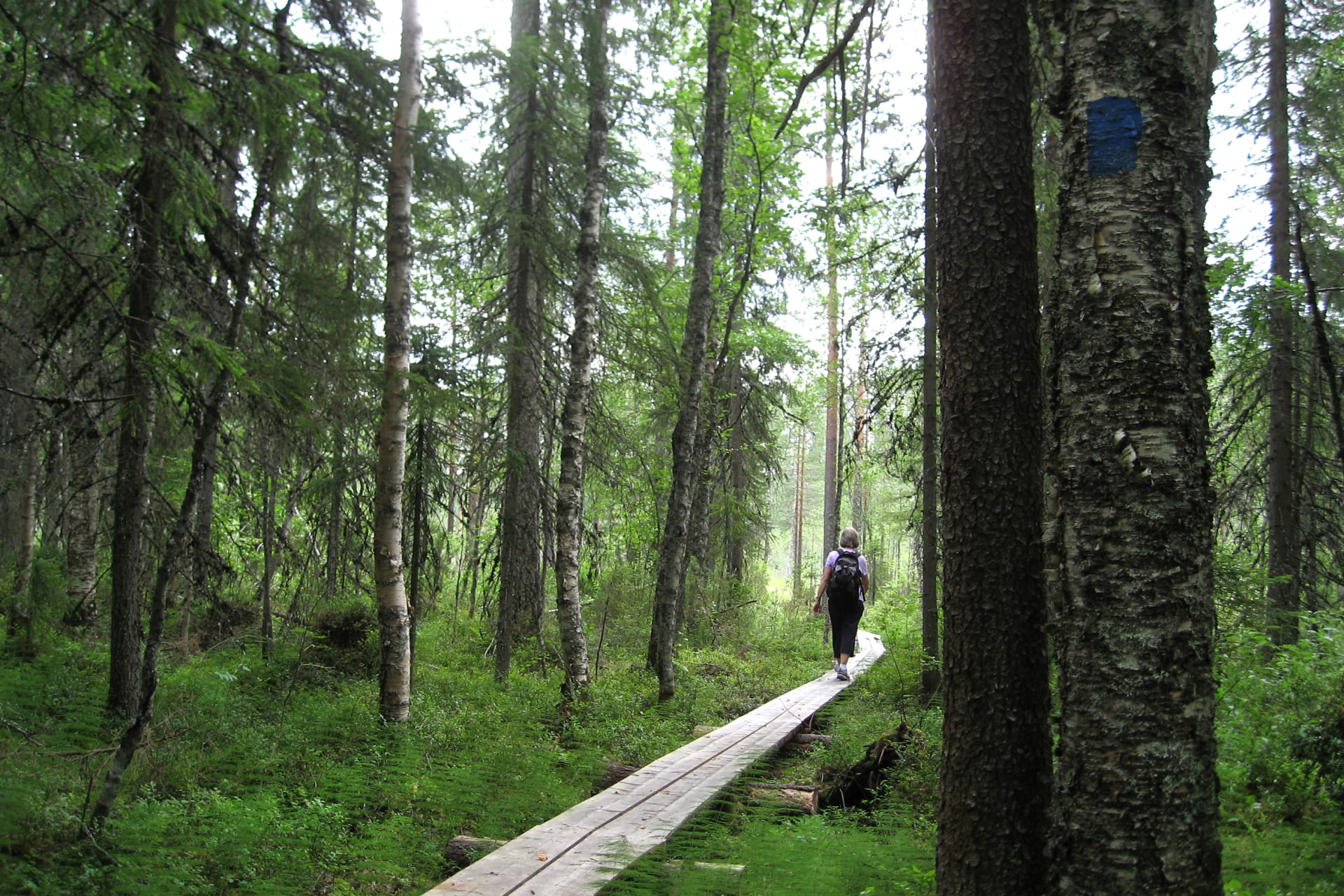 A hiker crossing a wet section of Blue Path on wooden planks, an easy-going trail suitable for sneakers.