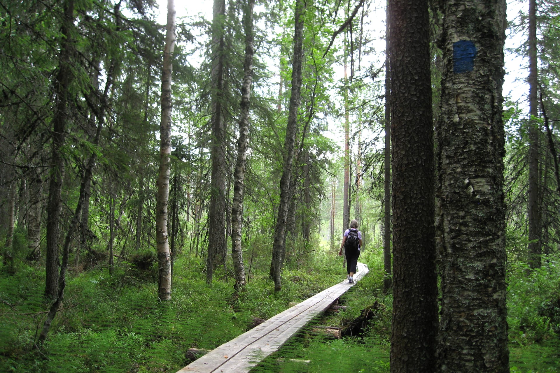 A hiker crossing a wet section of Blue Path on wooden planks, an easy-going trail suitable for sneakers.