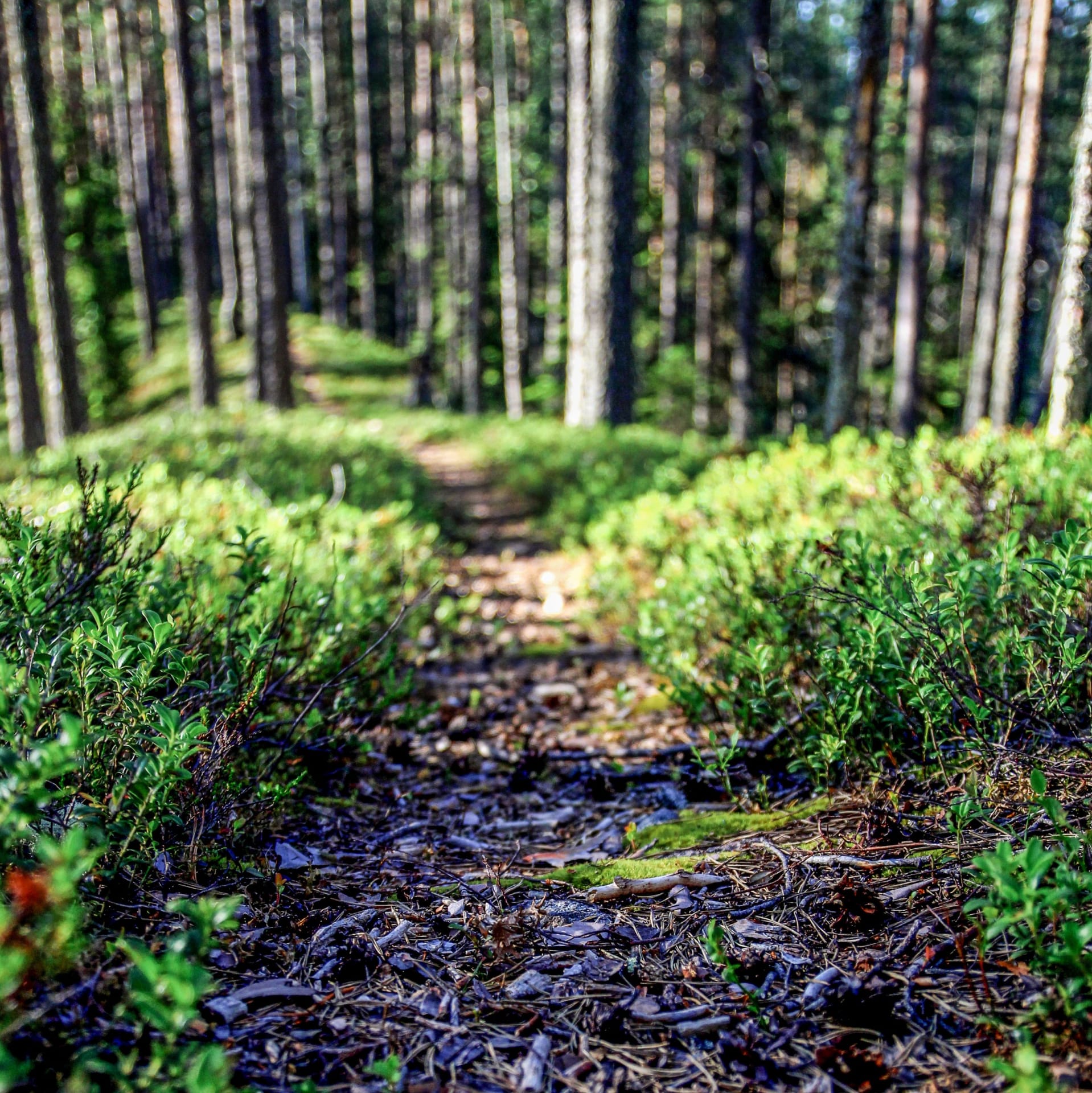 Polku johtaa metsään