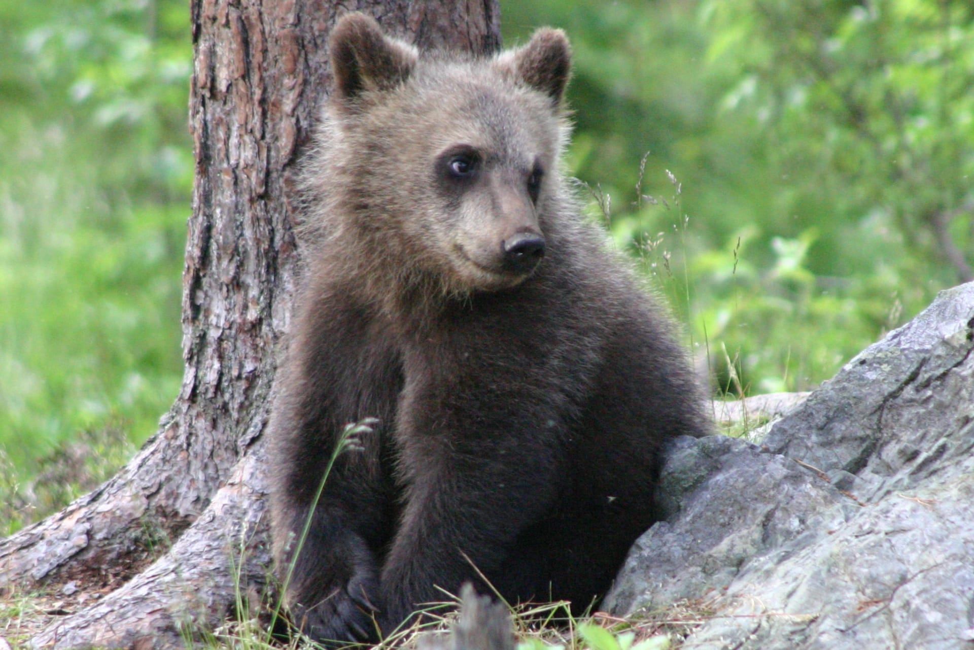 Bear cub at Martinselkonen