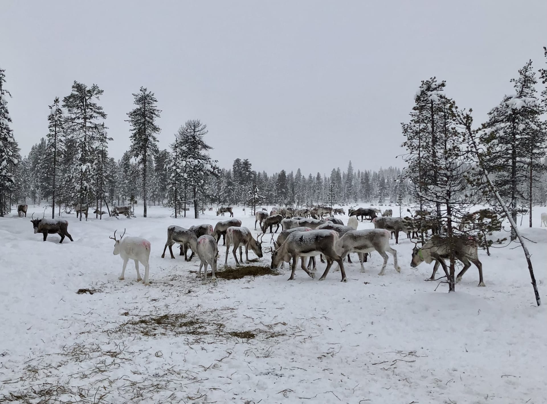 Reindeer Avenue