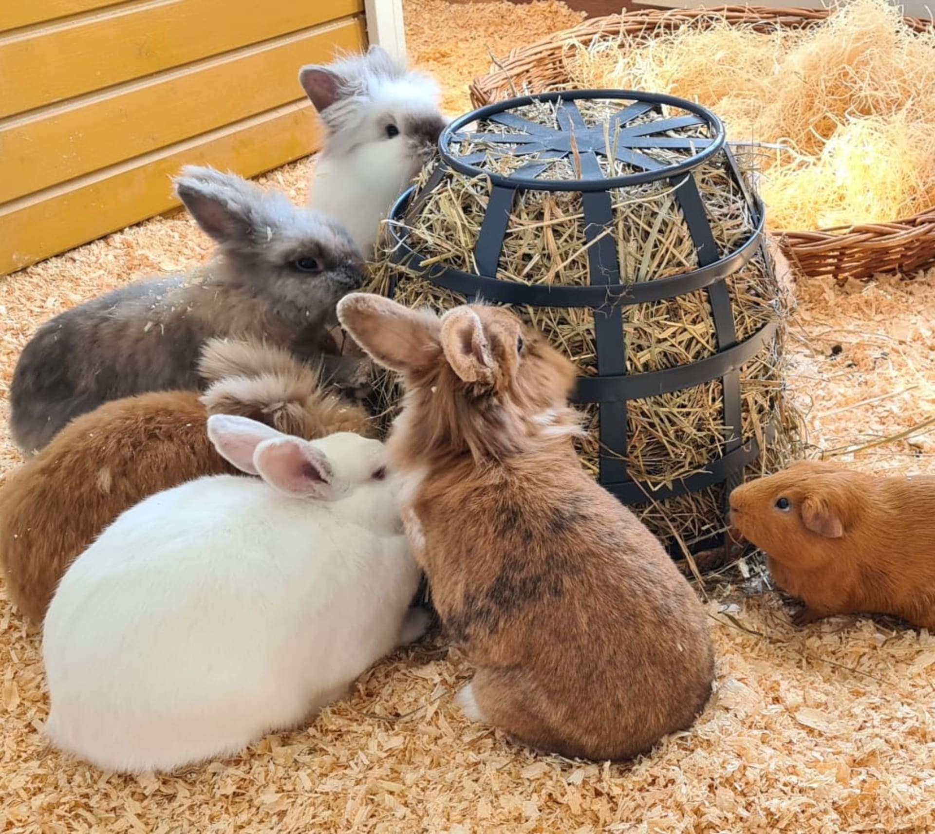 Bunnies at Pikkupiha Bunny Cafe
