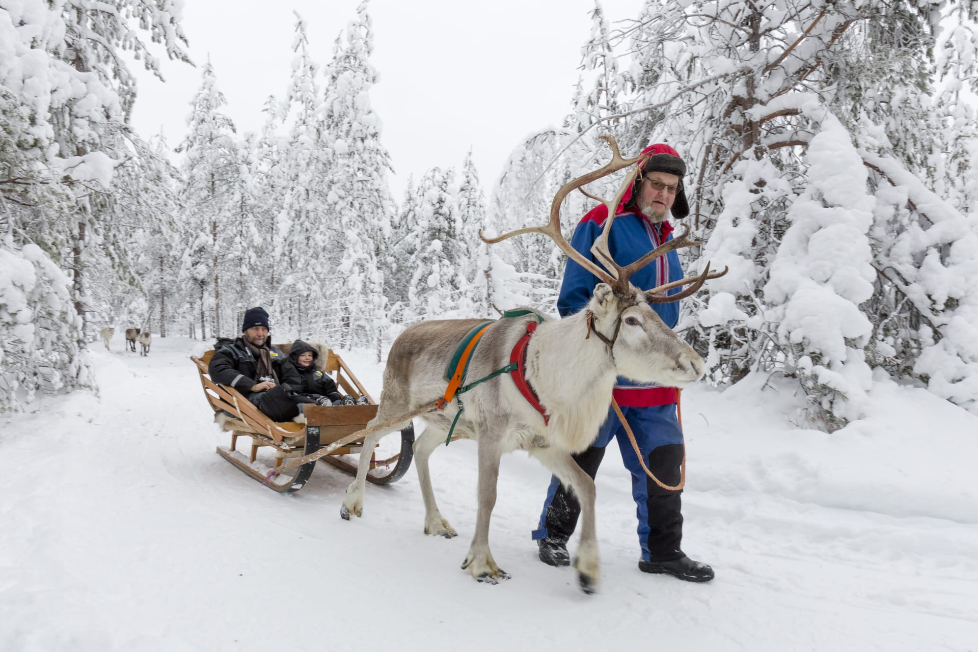 Reindeer Sleigh Ride in a winter landscape