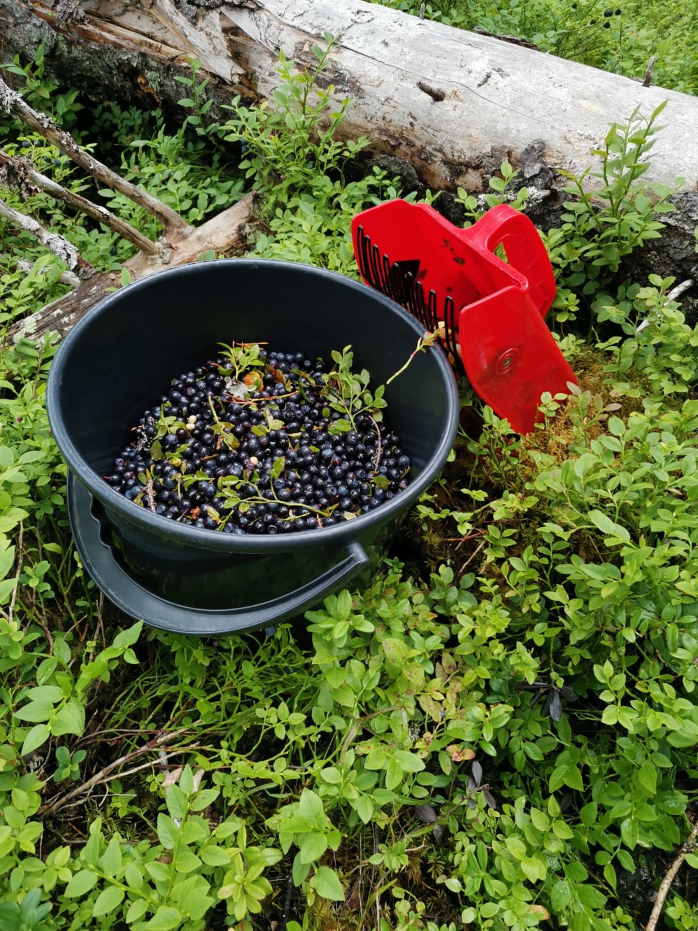 Picking berries