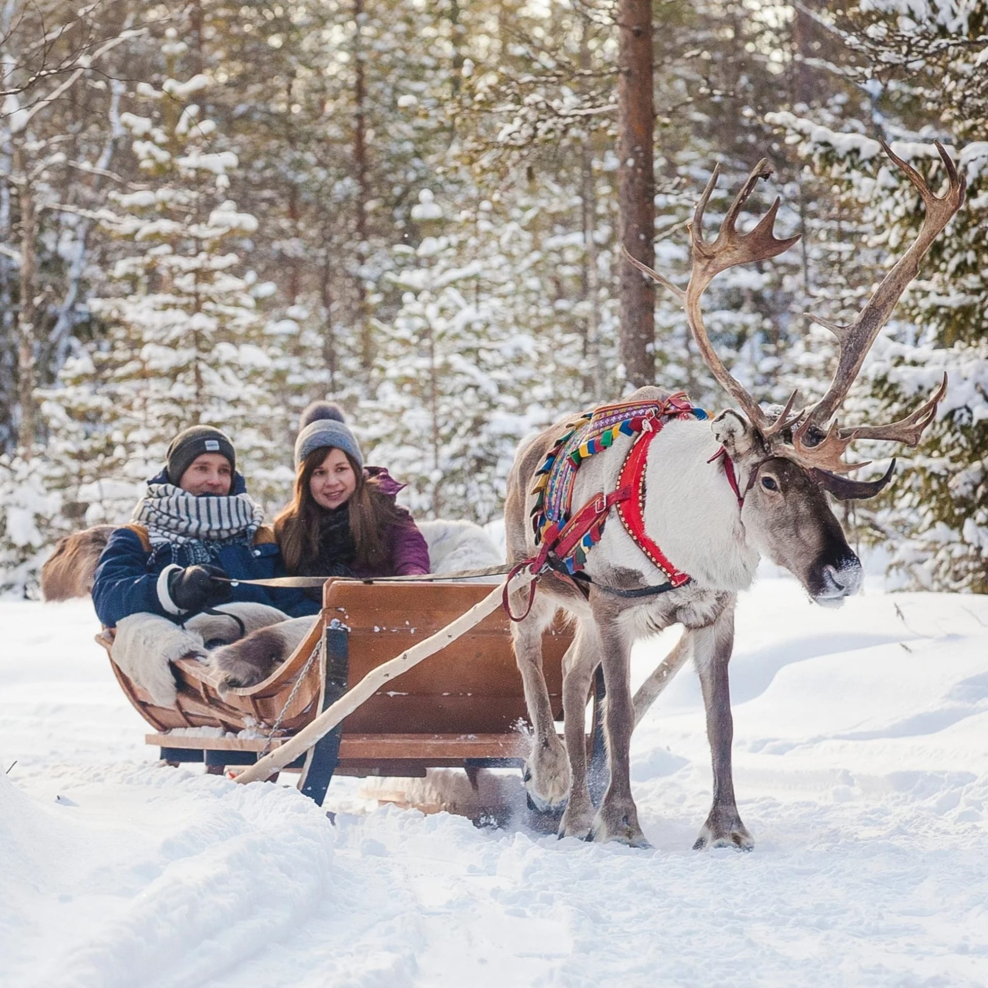 Reindeer Sleigh Ride – 500 meters of Lapland magic | Visit Finland
