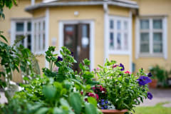 Kuva kauniista sisäpihasta