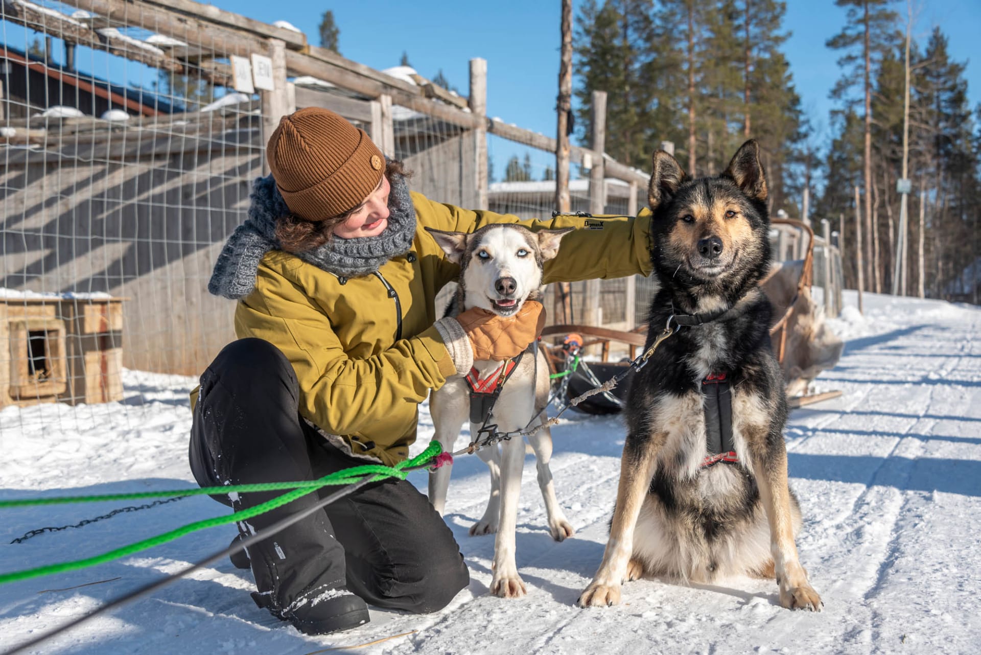 Sled dogs and visitor in Levi, Lapland
