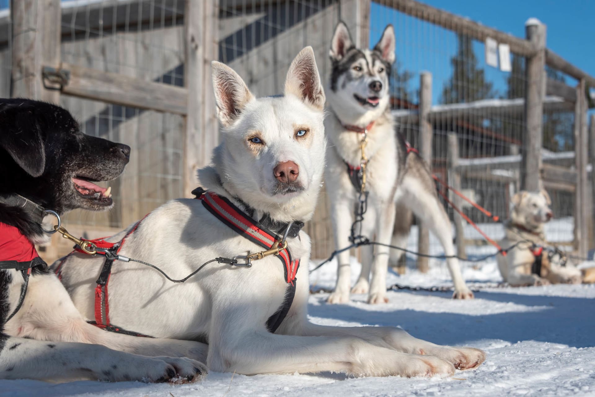 Huskies waiting for 3 km guided sledding experience in Levi
